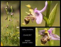 Ophrys-oestrifera
